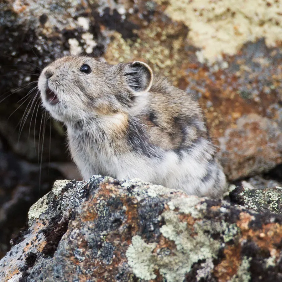 Collared pika adoption card