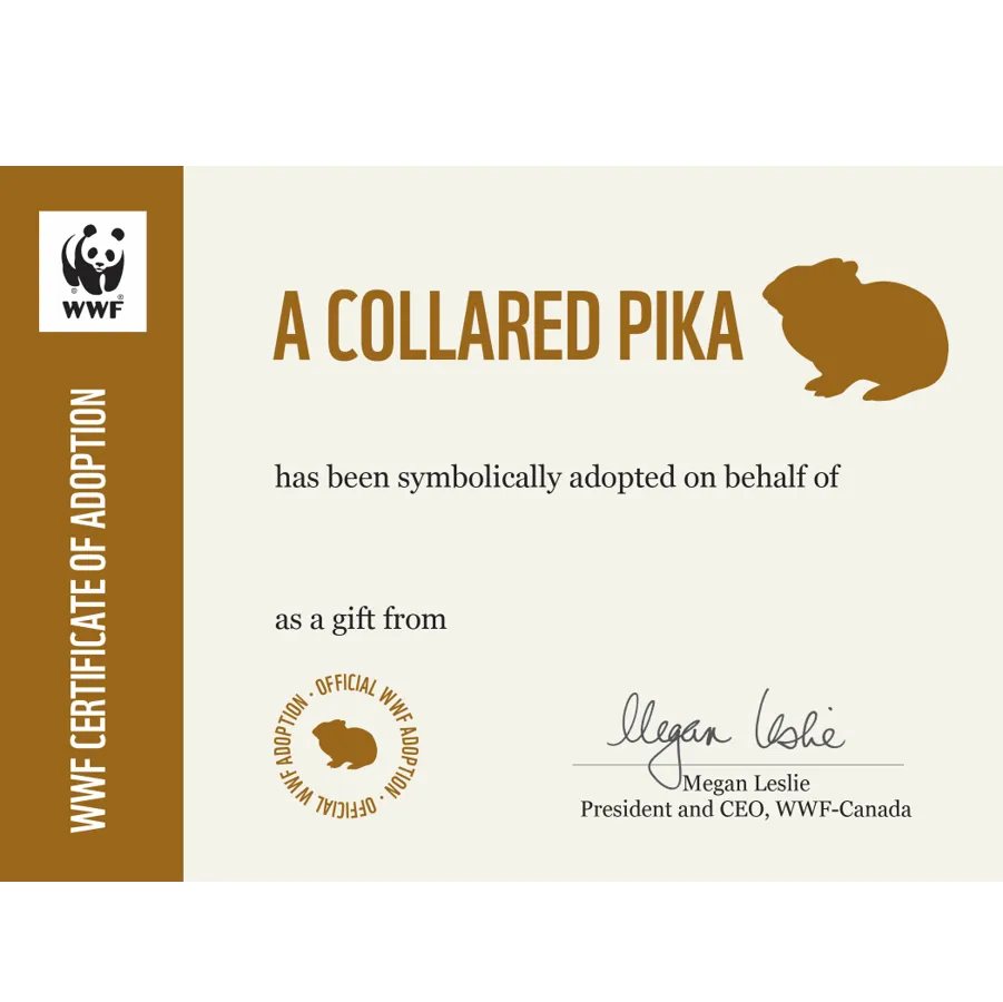 Collared pika adoption card